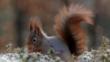 Red squirrel displaying its tail amongst flowers
