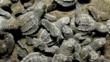 Olive ridley hatchlings in the sand