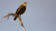 Sedge warbler perched on a reed