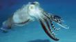 Male broadclub cuttlefish showing flamboyant colours during mating season