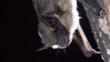 Serotine bat resting on a tree trunk