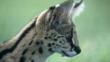 Portrait of a serval cat