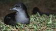 Short-tailed shearwater on nest in southern Australia 