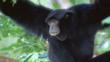 Male Siamang gibbon in tree