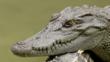 Siamese crocodile resting its head