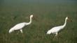 Two great white cranes walking on grassland