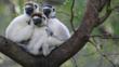 Verreaux's sifakas huddled in the fork of a tree branch