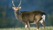 Sika stag in autumn