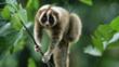 Slow loris climbing through vegetation