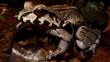 Portrait of a smoky jungle frog