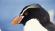 Close-up head portrait of a Snares Island penguin