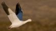 A snow goose in flight