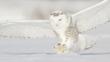 Snowy owl hunting for prey in winter snow 