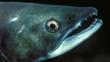 Profile close-up of a sockeye salmon