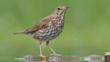 Song thrush at water