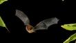 Soprano pipistrelle in flight