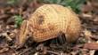 An armadillo on ground amongst leaf litter