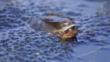 Spawning