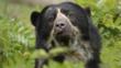 Female spectacled bear amongst vegetation