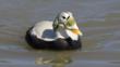 Spectacled eider duck male in breeding plumage on water