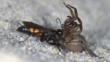 Spider wasp attacking a spider