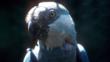 Portrait of a Spix's macaw