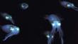 A group of big fin reef squid in deep water