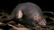 Star-nosed mole crawling through the leaf litter