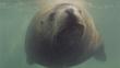 Head-on Steller sea lion underwater