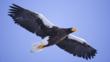 Steller's sea eagle in flight
