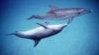 A pair of Atlantic spotted dolphins in the Bahamas