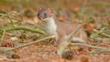 Young stoat standing on a rock