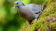 Stock dove in agricultural field
