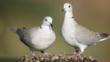 Collared dove pair perched near water