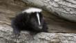A skunk in a hollow tree