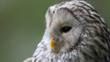 Ural owl portrait