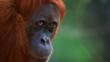 A female orangutan