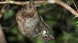 Malayan colugo flying lemur hanging from a branch resting