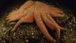 A sunflower starfish
