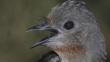 Close-up of the lyrebird with its beak open