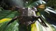A Surinam toad lying on a large leaf