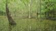 Swamp