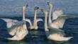 Four swans performing a courtship dance on a lake