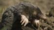 European mole climbing out of hill