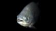 A tambaqui emerging from the darkness