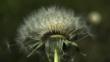 Wind blowing dandelion seeds