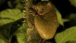 Tarsier clinging to a tree