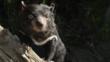 Tasmanian devil climbing a log