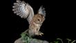 Tawny owl landing on a branch at night