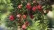 Berries of the common yew tree